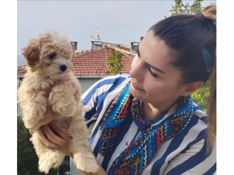 Şeker bebek maltipoo senin olsun!