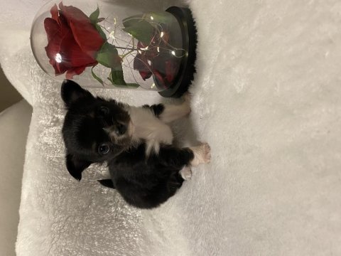 Anne altından teacup chihuahuha yavrular