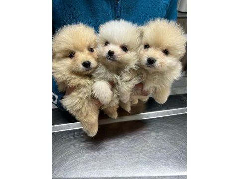 Kar beyazı pomeranian yavrularımız