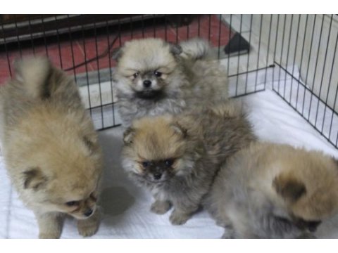 Pomeranian köpekler yeni yuvasını arıyor