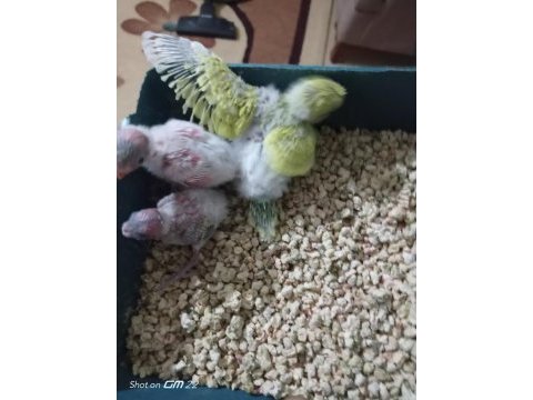 Son muhabbet kuşu yavrular