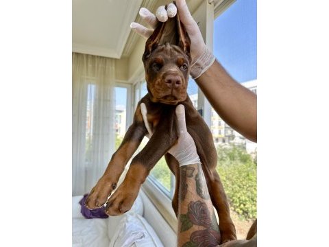 Şampiyon kan hattı a scr(kif-fcı) özel renk doberman