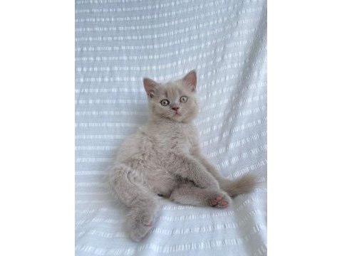 Teslime hazır british shorthair yavrular yuvasını arıyor