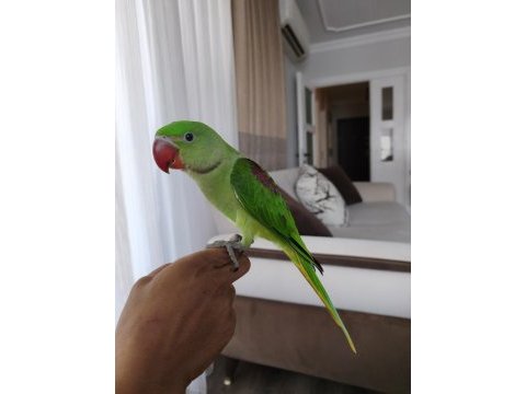 3 buçuk aylık el beslemesi iskender papağanı