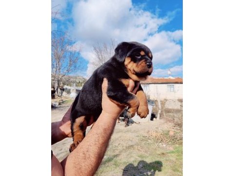 Orjinal macar rottweiler