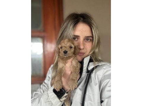 12 yıllık üreticiden maltipoo yavruları