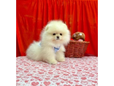 Safkan pomeranian boo yavrularımız