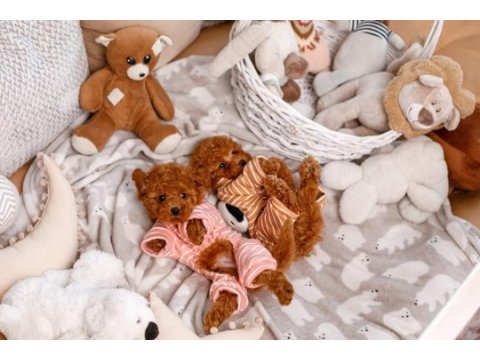 Toy poodle yavruları 