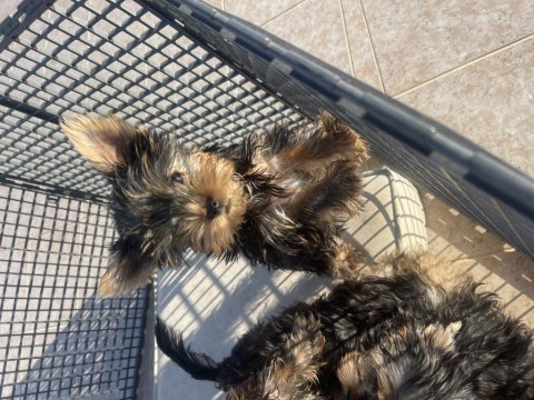 Irkının en iyilerinden yorkshire terrier