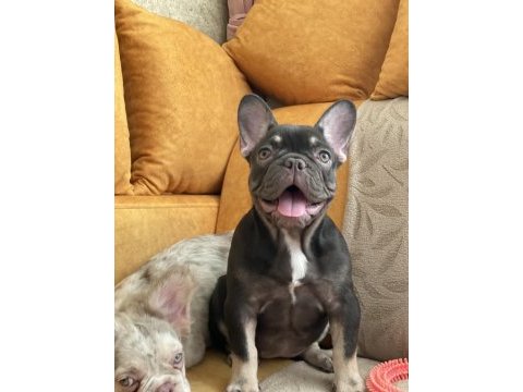 Bir birinden güzel 4 french bulldog yavrumuz