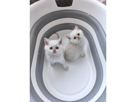 British shorthair yavrular için ulaşın