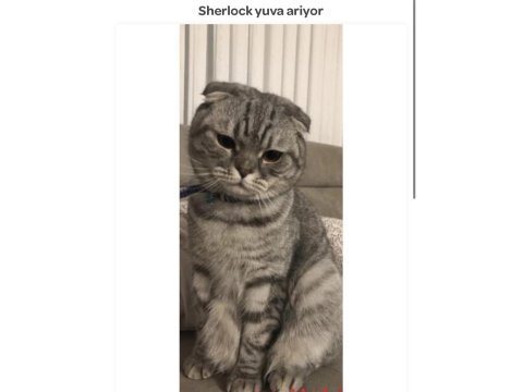 Scottish fold kedimiz sherlock yuva arıyor