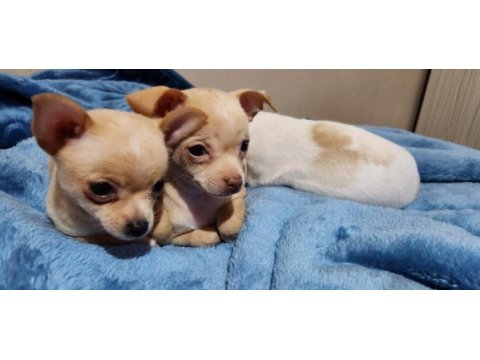 Orijinal elma kafa chihuahua yavruları bir dişi bir erkek