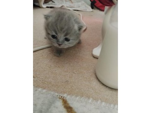 Yavru british shorthair