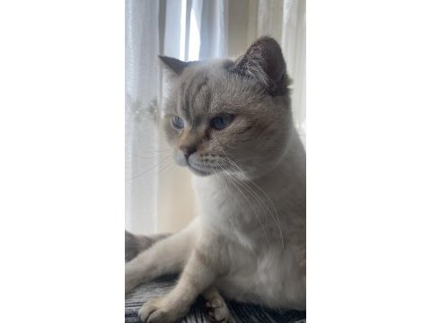 Ücretsiz sahiplendirilecek 2 yaşında british shorthair