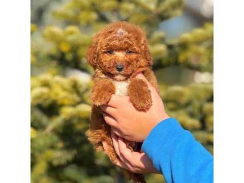 3 aylık toy poodle erkek yavru