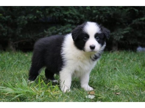 Ruhsatlı resmi işletmeden taksit avantajıyla b.collie