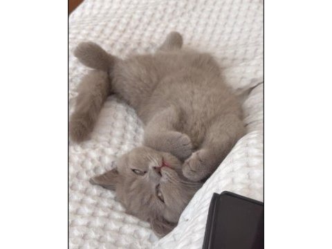 Safkan british shorthair erkek yavru aşıları tam