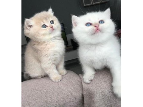11 aylık sağlık sebebi dolasıyla verilecek british shorthair
