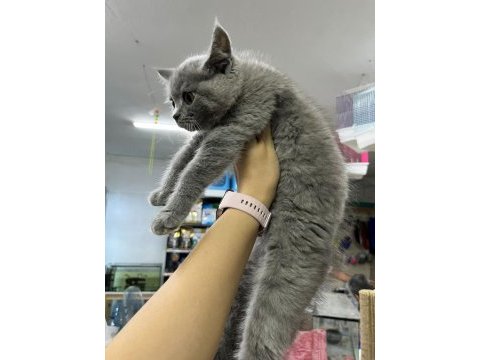 A kalite sağlıklı yavrular british shorthair