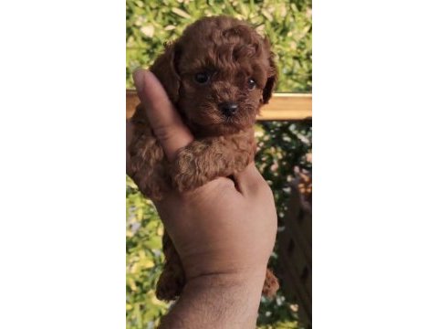 Sağlık ve ırk garantili teacup poodle
