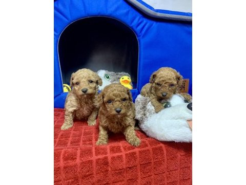 Minyatür poodle minyonlar