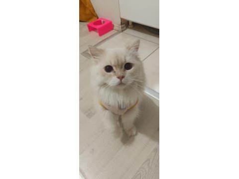 Erkek 2 yaşında british kedimiz ezel