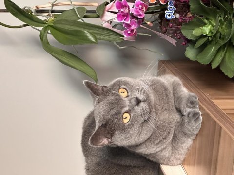 British shorthair kedisi