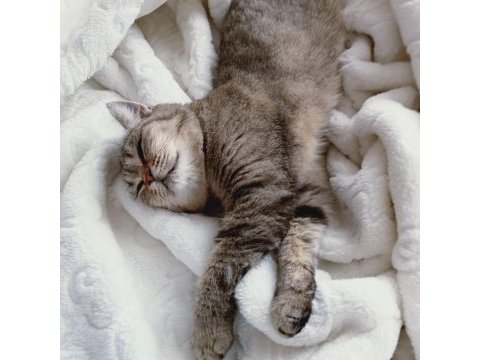 British shorthair ve tekir kırması sakız