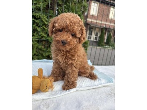 Toy poodle puppy