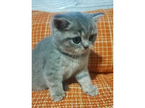 British shorthair dişi yavru