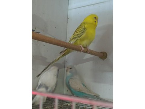 Bebek muhabbet kuşları