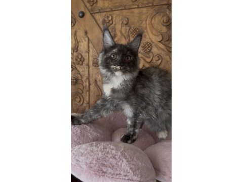 Full şecereli mükemmel profilde dev maine coon yavruları