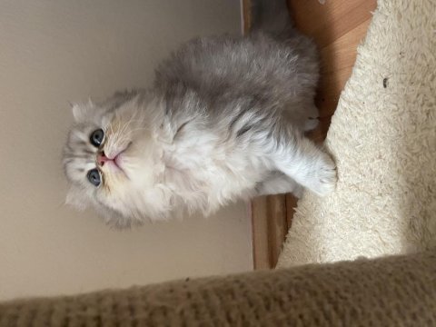 Güzeller güzeli cins scottish fold yavrularımız