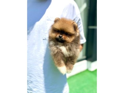Pomeranian boo teddy bear yavru