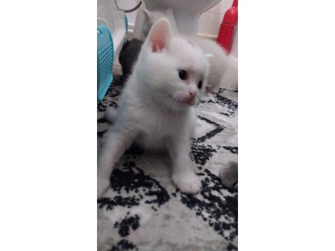 1 aylık sütten kesilince teslim british shorthair