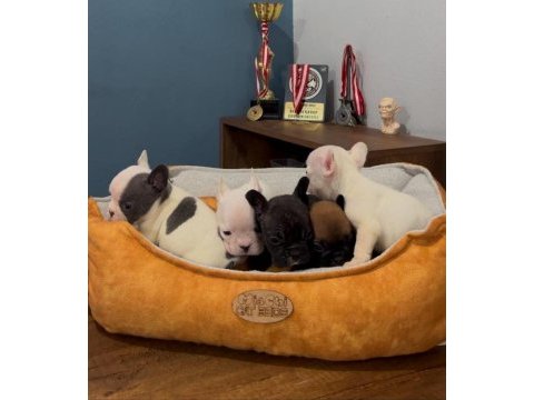 Safkan french bulldog yavrularımız 45 günlük