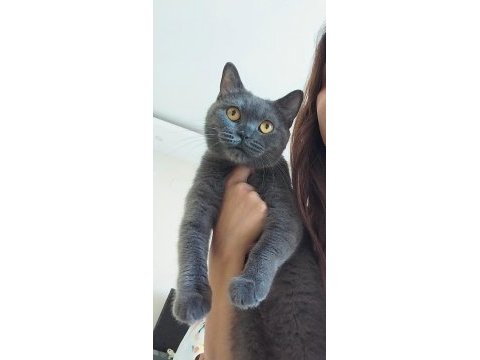 British shorthair mia için bizimle iletişime geçebilirsiniz