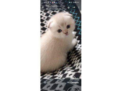 Enfes tatlı scottish fold blue point maviş yavrular