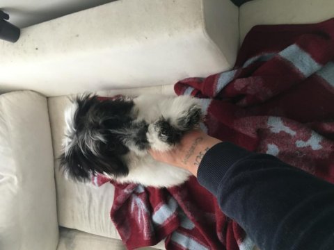 Köpeğimize acil olarak yuva arıyoruz