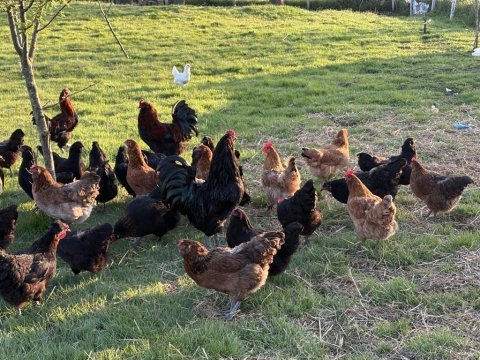 Çeşitli ırklarda mavi yeşil sarı ve kırmızı yumurtacı tavuk