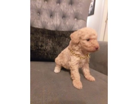 Gerçek maltipoo yavrularım