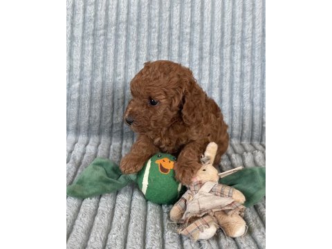 Eşsiz güzellikte toy poodle yavrumuz