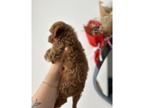 Toy poodle sağlıklı