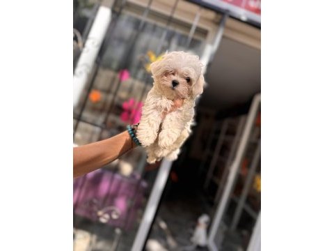 Kg garantili küçük boy maltese