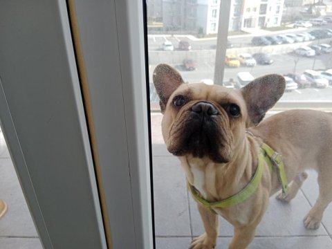 French bulldog