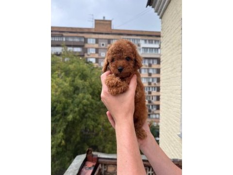 Toy poodle bebekler