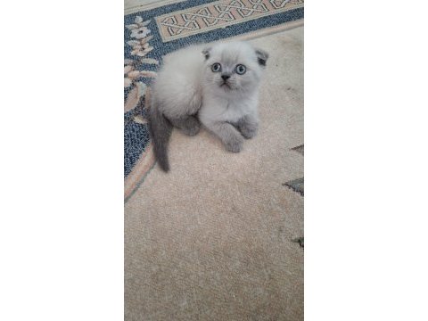 Scottish fold minnoş kedim