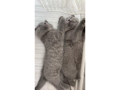 Kaliteli sağlıklı british shorthair yavrular
