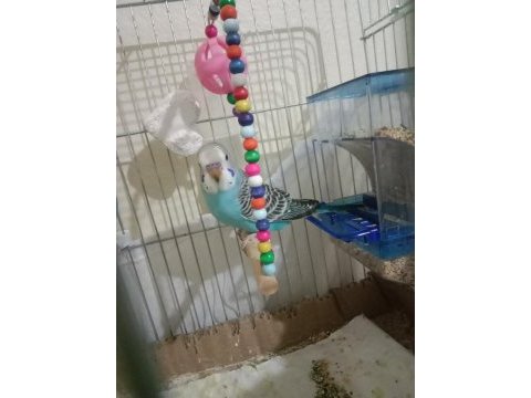 Yavru muhabbet kuşu